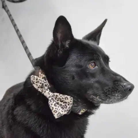 Rosie photo 4