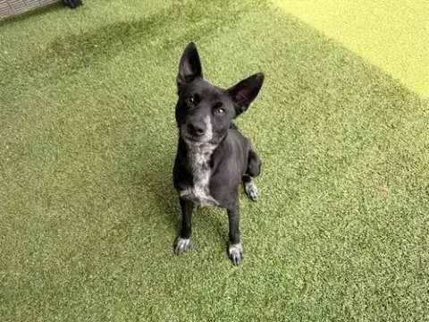 Beau