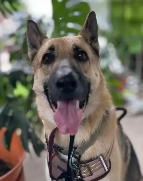 Loki
