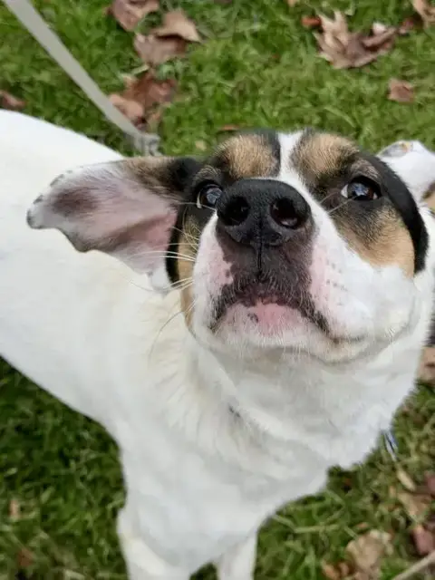 Benji photo 4
