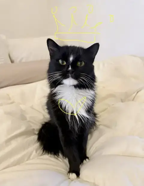 Pom Pom
