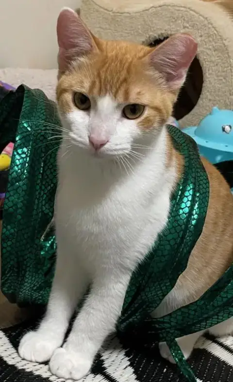 Obi