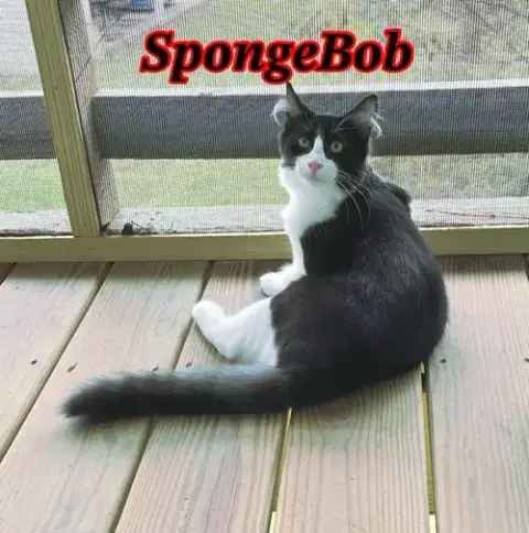 Spongebob photo 5