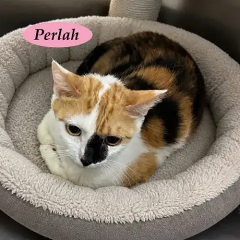 Perlah photo 3