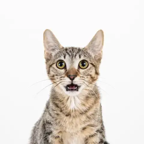 Cleocatra photo 4