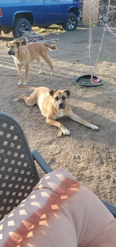 Nala photo 2