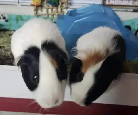 Tupac And Joey
