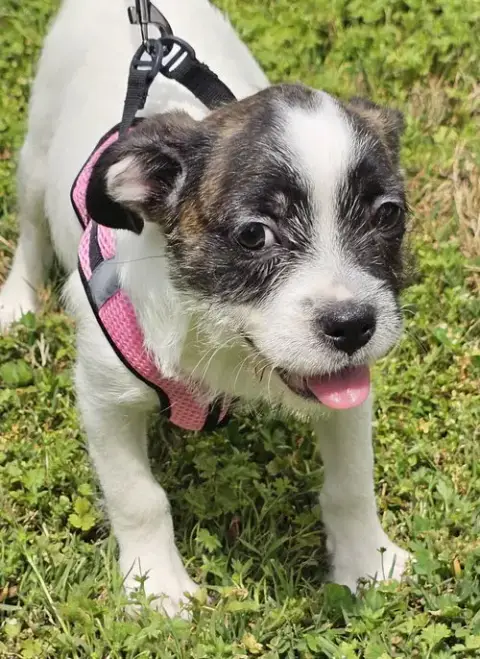 Puppy Ginger photo 2