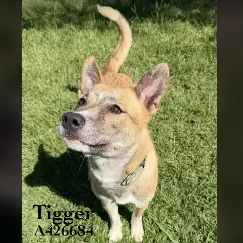Tigger