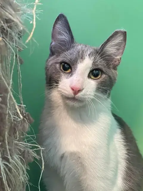 Benji