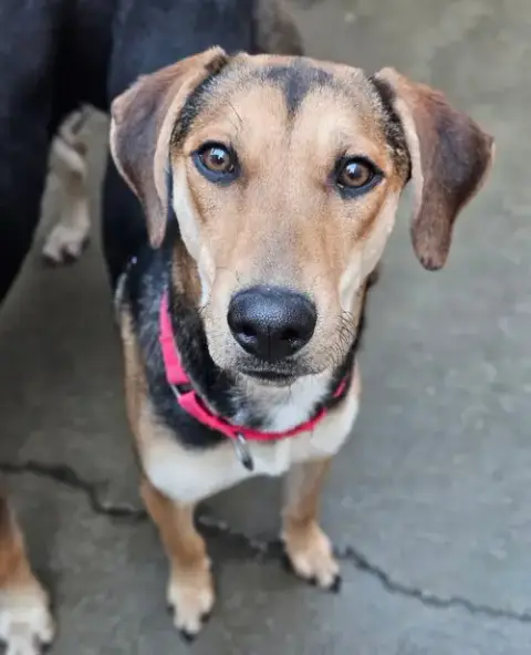 Shelby(Reduced Fee!) photo 5