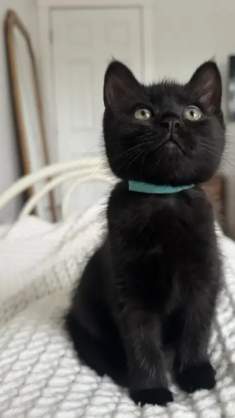 Licorice