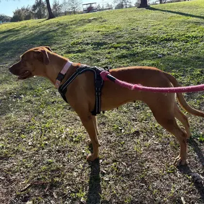 Penny photo 2