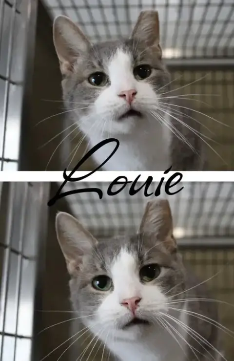 Louie