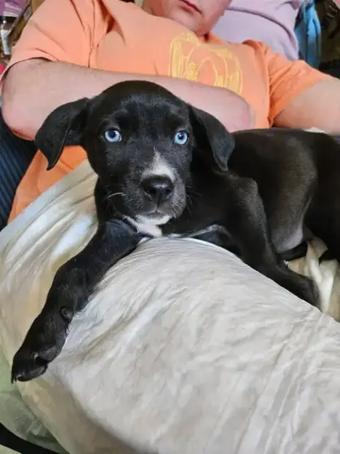Bella