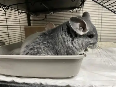 Sashimi