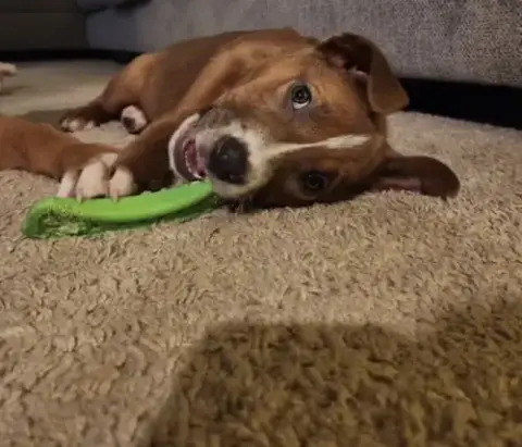 Pepper photo 5