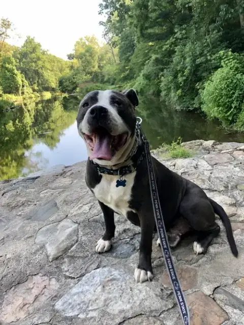 Rocky *Foster Needed* photo 4