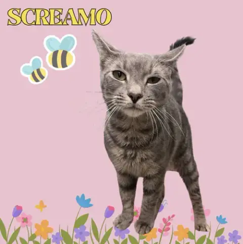 Screamo Rm