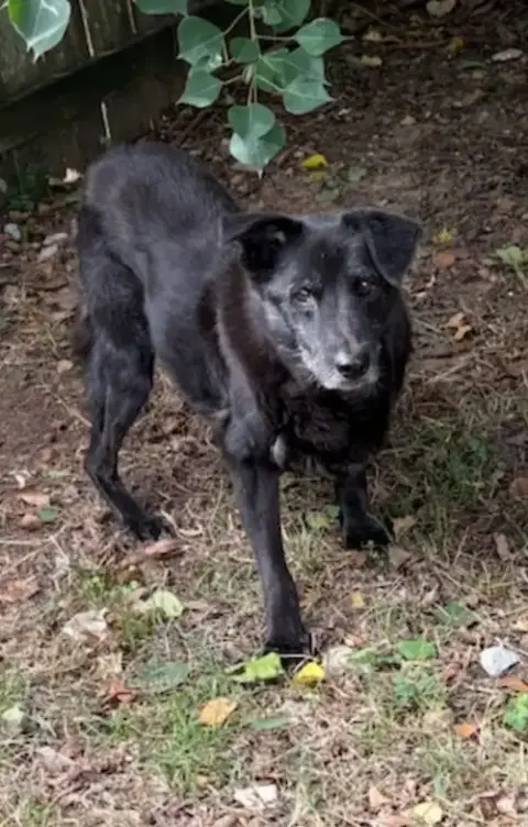 Chip
