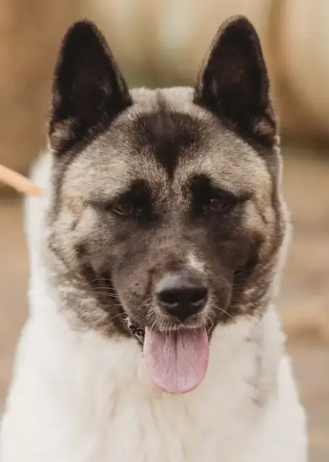 Kira photo 5