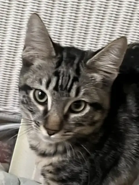 Wallace photo 5