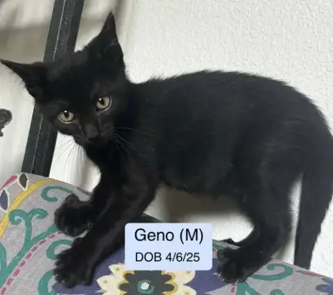 Geno photo 4