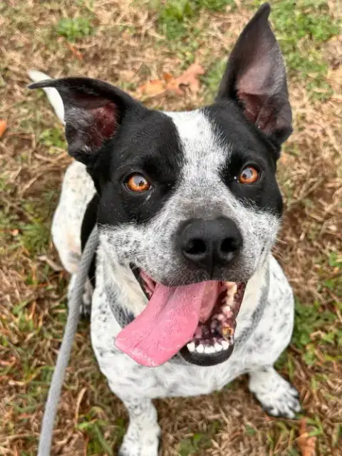 Pepper