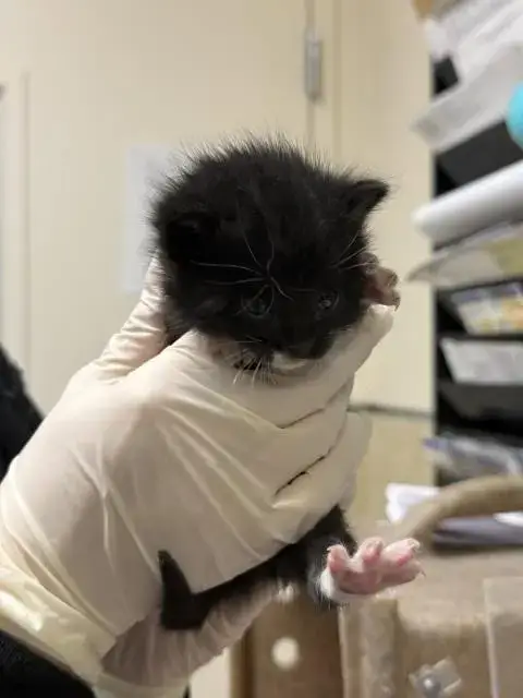 Gus