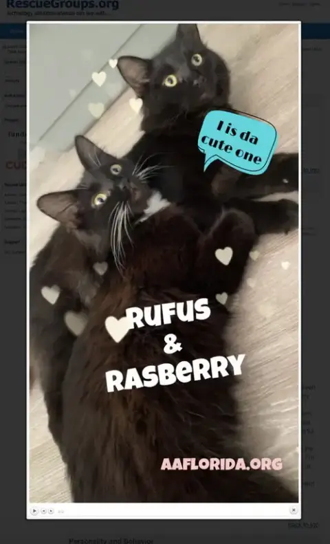 Rasberry photo 3