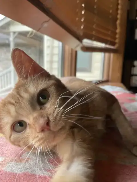 Jitters