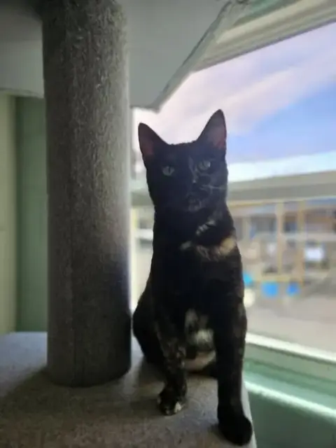 Tippy