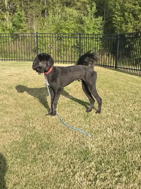 Milo photo 2