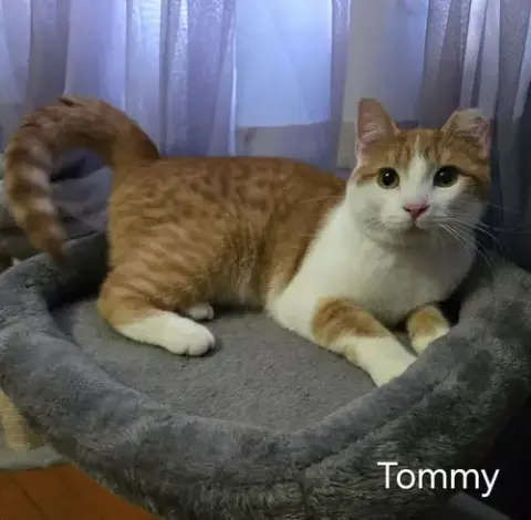 Tommy photo 2
