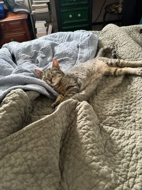 Poe Kitten photo 2