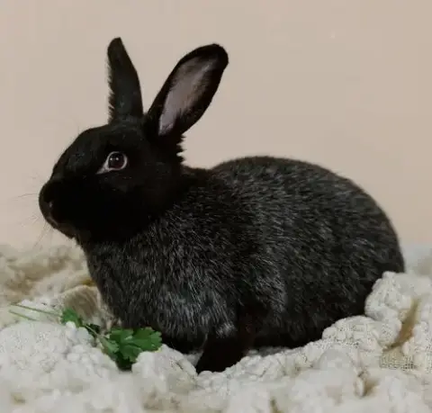 Mochi photo 2