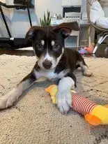 Sadie