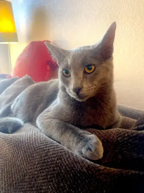 Gizmo photo 3