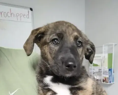 Nala photo 3