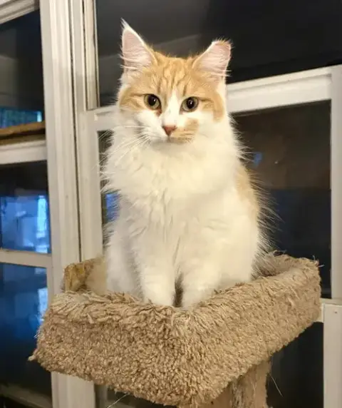 Princess Floof photo 2
