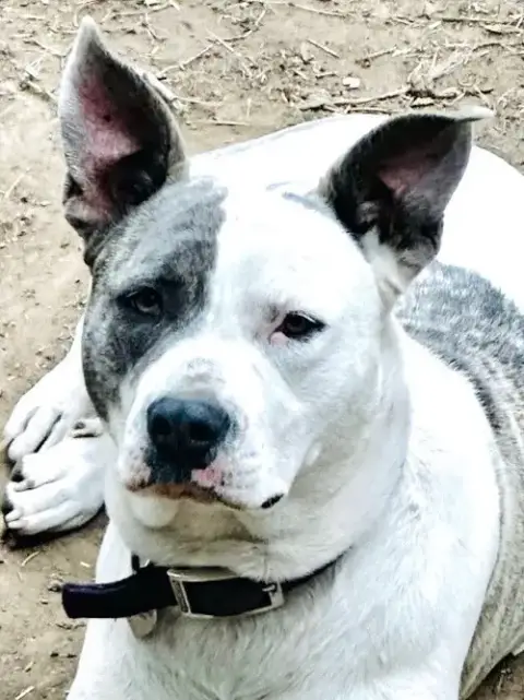 Nova