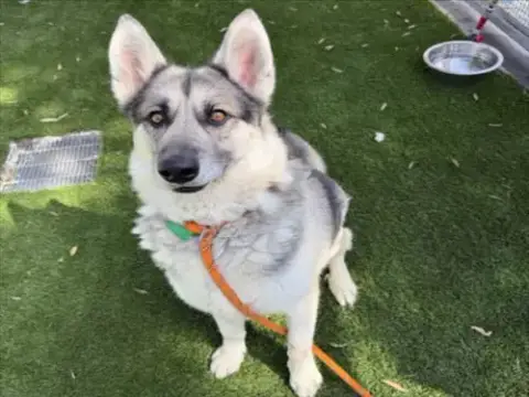 Loki