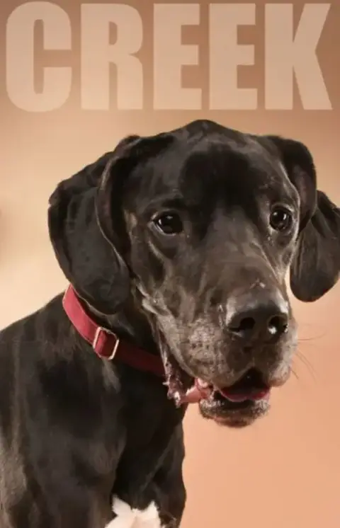 Creek Adoption Pending! photo 3