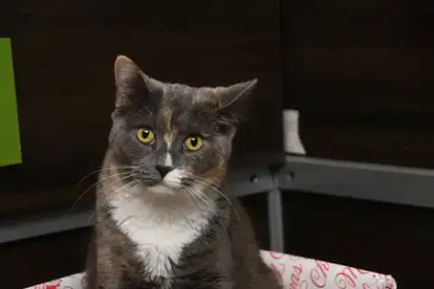Mango photo 3