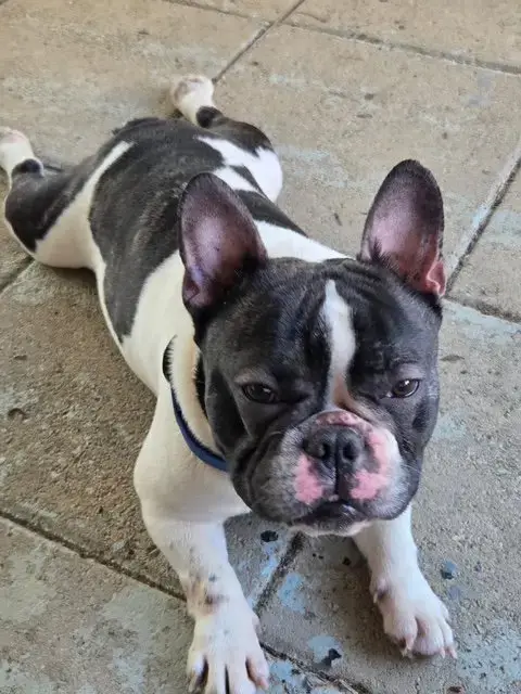 Oreo photo 4