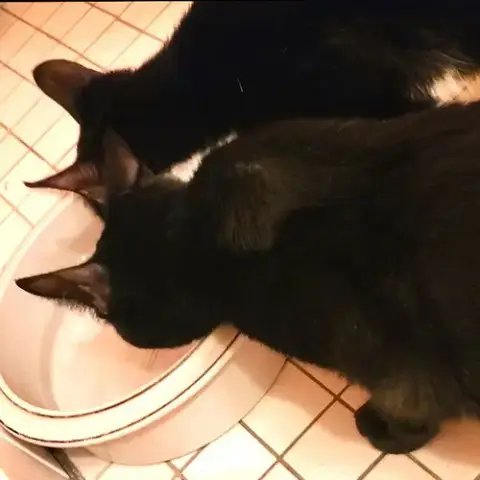 Birdie & Chief photo 2