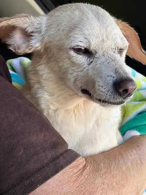 Lola