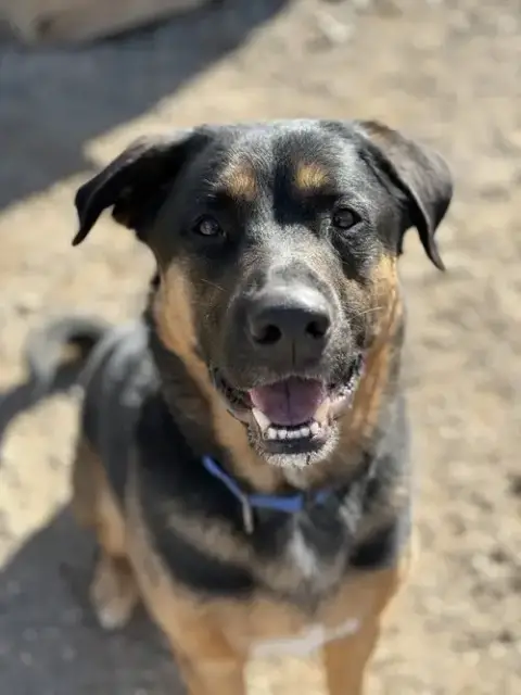 Taz