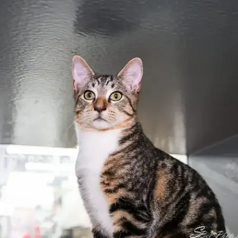 Felix photo 2