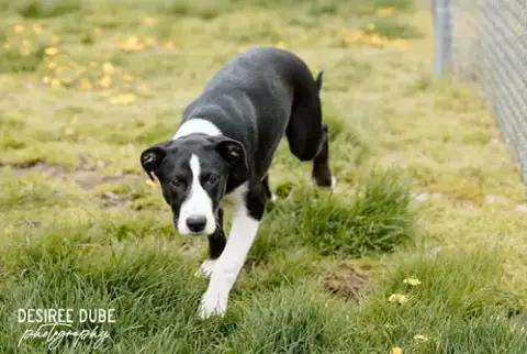 Olivia Puppy photo 2